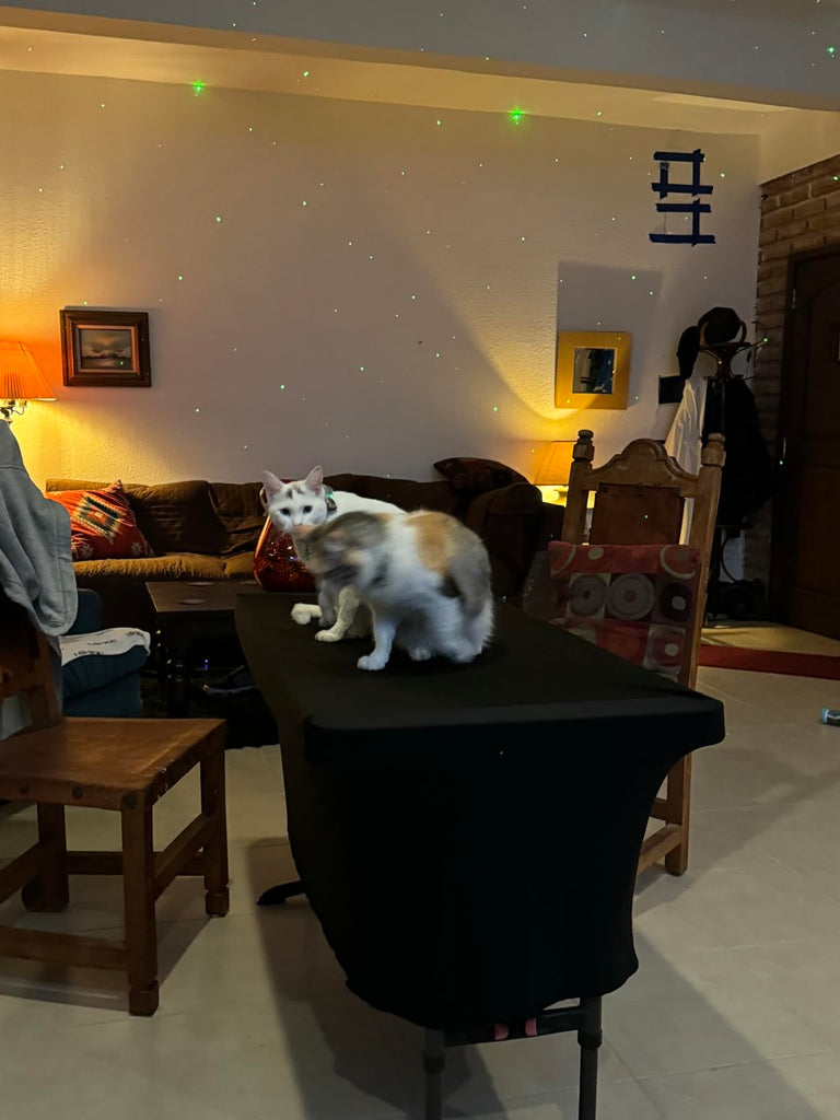 Taming Tails and Guarding Closets – A Daytech Customer Tale